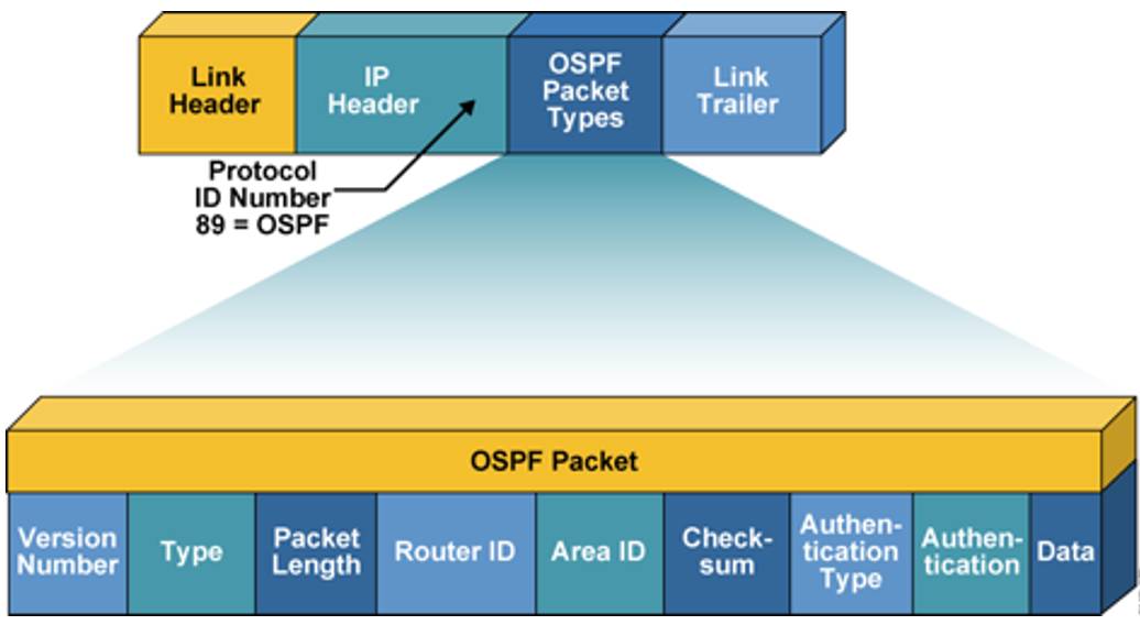 OSPF基础